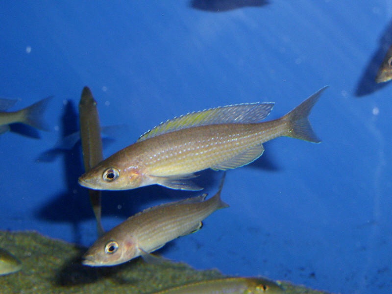 Paracyprichromis brieni 'Isanga Bay'